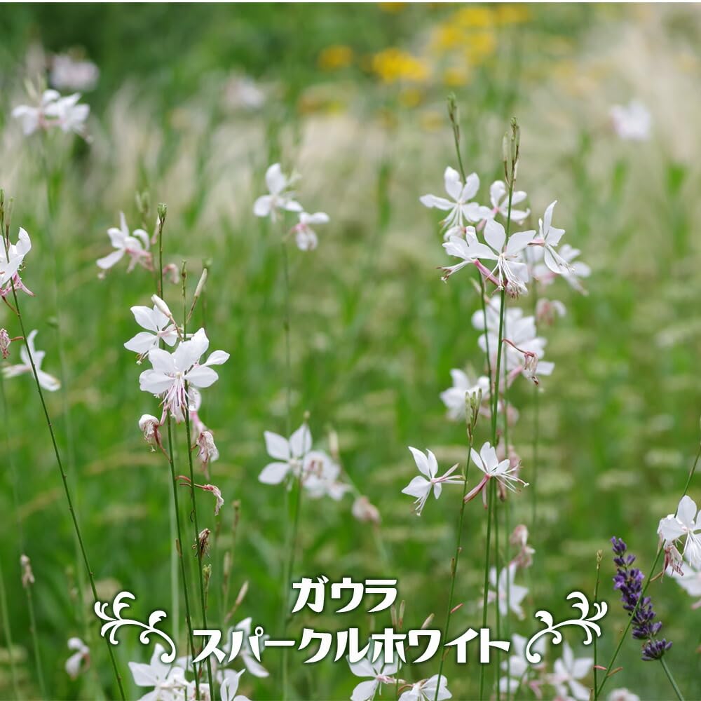 そら　白　8本 Amazon.co.jp: ガウラ （ハクチョウソウ） 【スパークリング