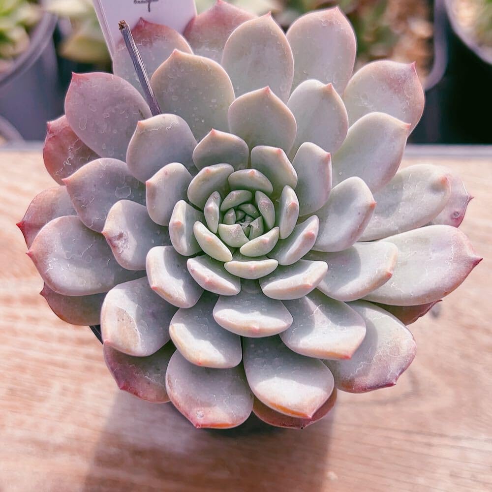 Amazon.co.jp: A！！ 多肉植物 ラピネ 韓国苗 美苗 農園直売 観葉植物