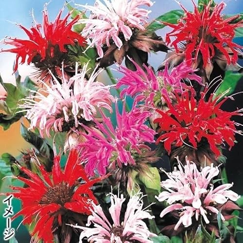 種 花たね 切花向き多年草 モナルダ ディディマミックス 1袋(25粒) ゆうパケット/国華園 24年秋商品