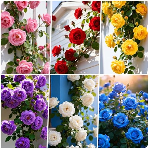 500+ Perennial Climbing Rose for Planting Bush Vine Climber Fragrant Butterfly Rare Non-GMO Heirloom Flower Seed Outdoor Garden