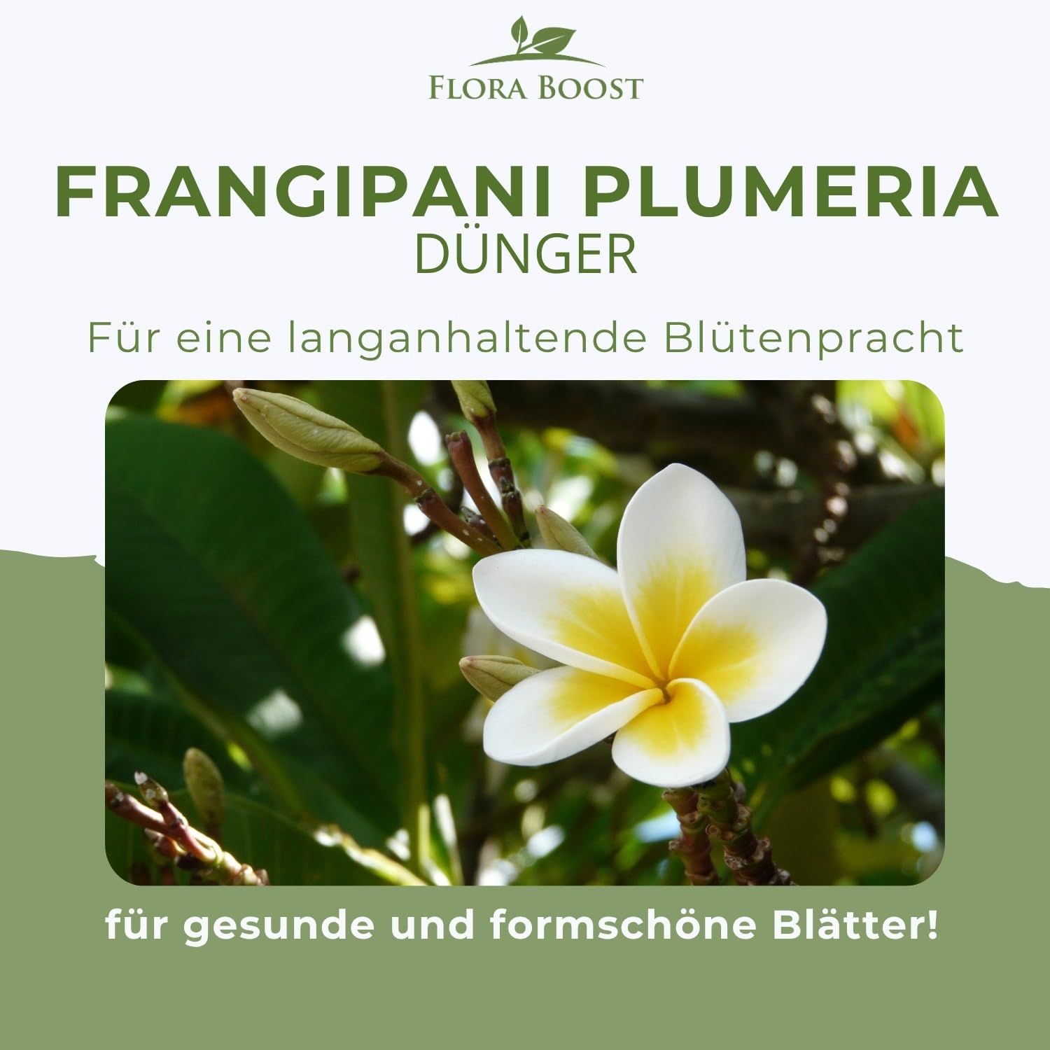 Konfitee Frangipani Plumeria Dnger Flora Boost 1000ml I Fr bis zu 200L  Giewasser I Dnger fr Frangipani Tempelbaum I Flssiger Blatt- &  Wurzeldnger I 100% natrlicher Pflanzendnger : Amazon.de: Garten