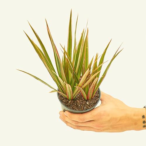 Miniatura 2 de Dragón bicolor Dracaena marginata 'Bicolor'  Planta de interior viva, fácil de cultivar y de bajo mantenimiento (maceta de 4 pulgadas) (maceta de 4