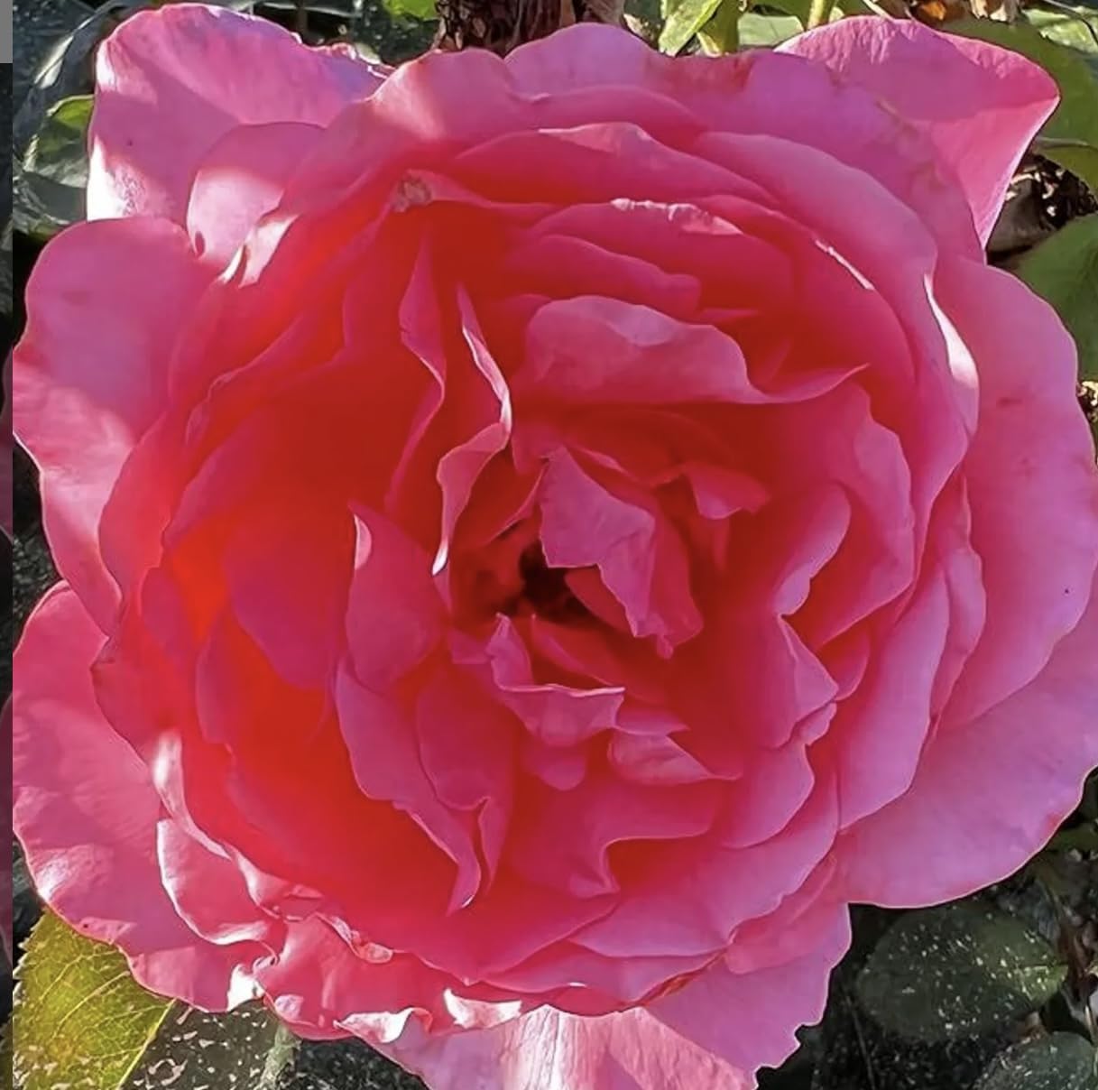 ‘Paws’ Pink Shrub Rose - 4L Potted – Lovely Gift Idea