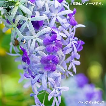 Amazon.co.jp: ペトレア・ヴォルビリス 9cmポット苗 2品種各1個
