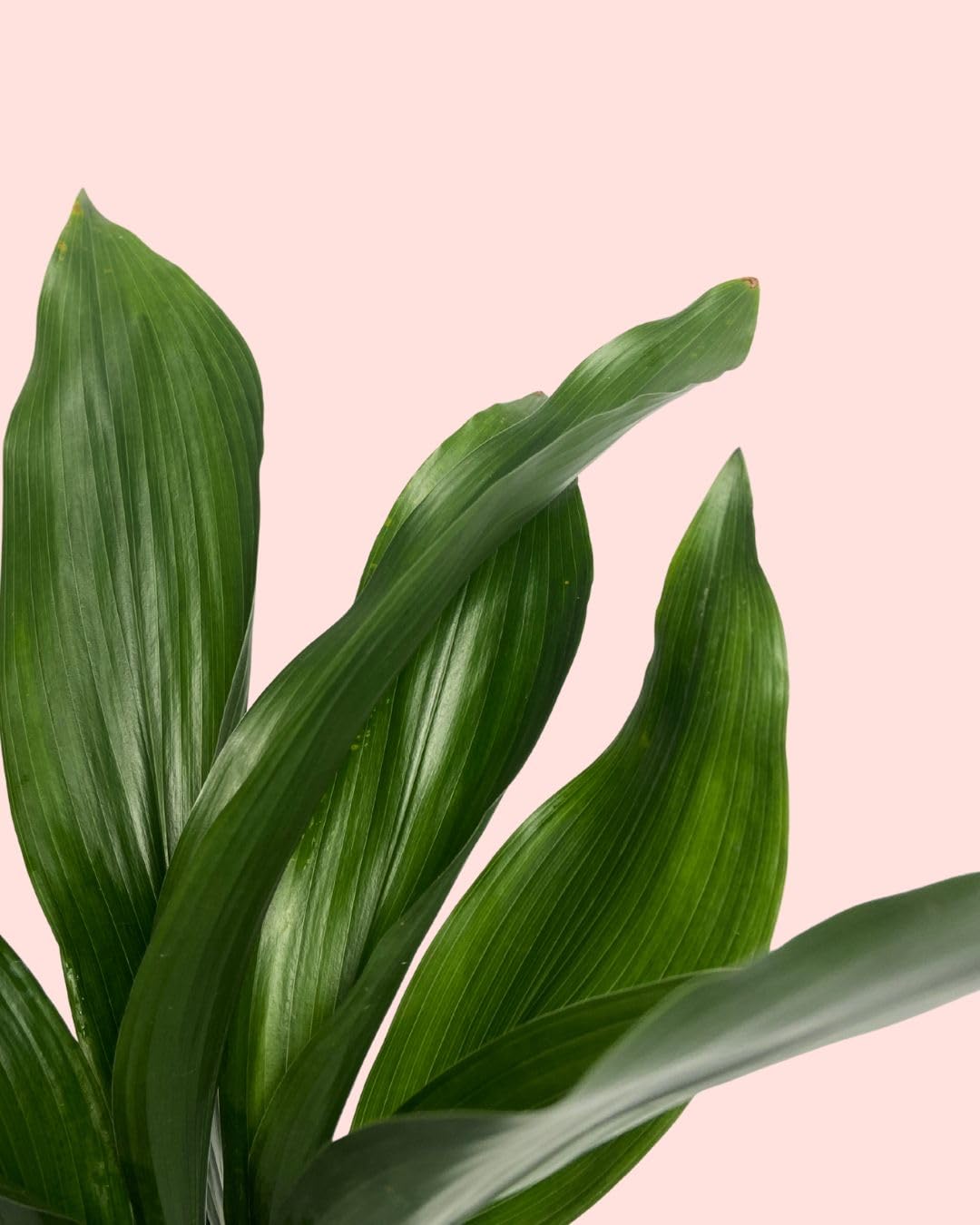 Aspidistra elatior | Planta natural de interior resistente, pet friendly y de poca luz | Pur Plant