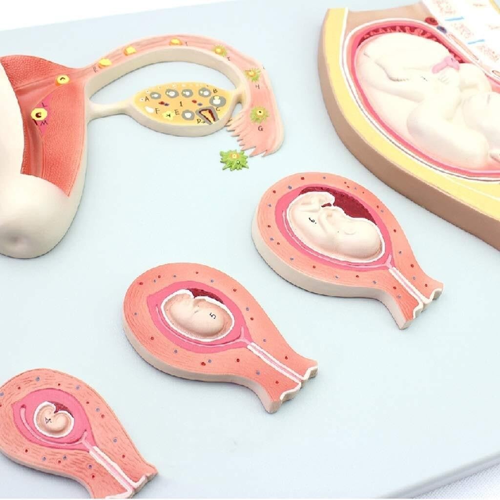 HEQIM Anatomy fertilized Egg Uterus Tissue Embryo Model, Anatomical Model Human Anatomy Science Model, Human Pregnancy Embryo Development Process Model, Suitable for Education