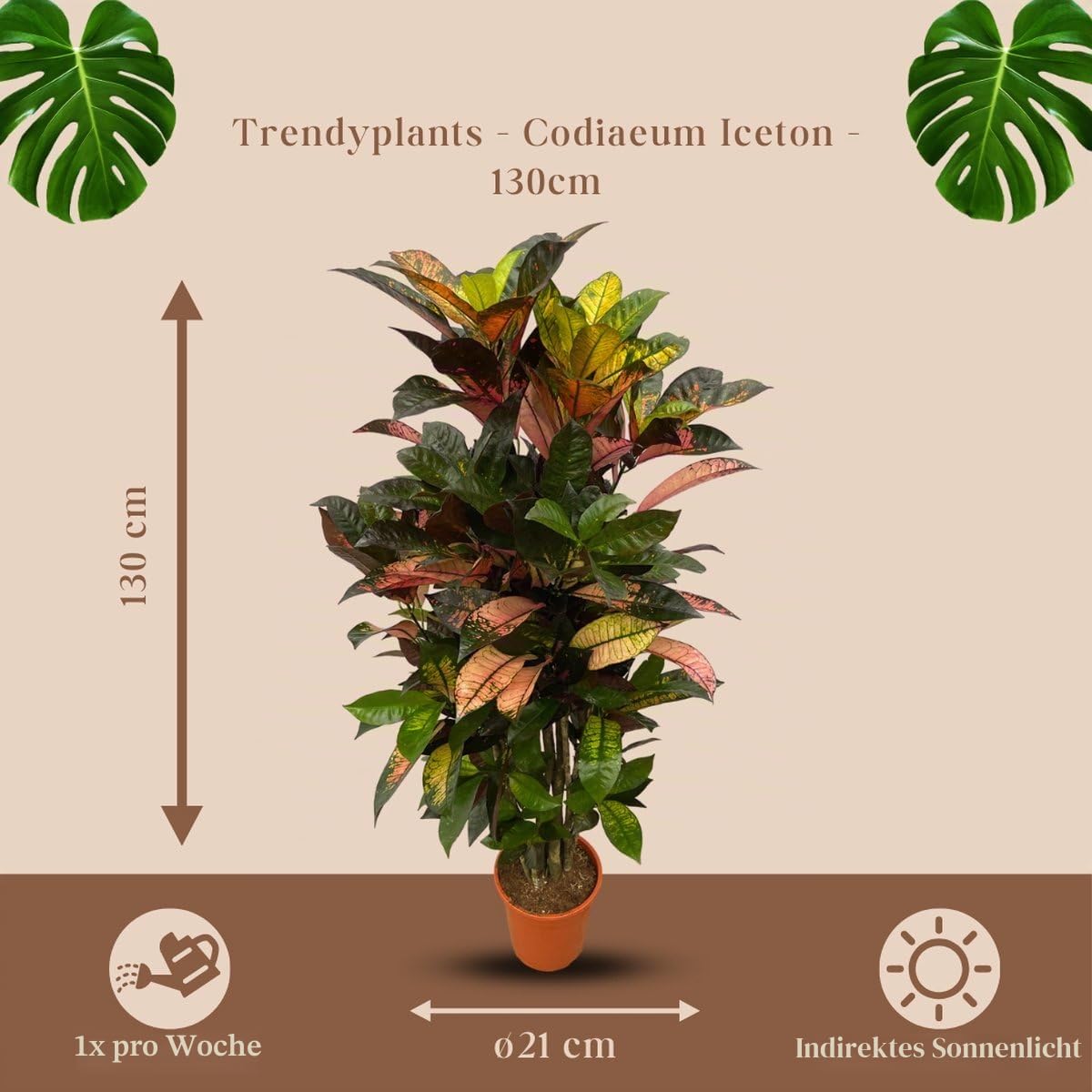 Trendyplants - Codiaeum Iceton verzweigt - Croton - Zimmerpflanze - Höhe 110-130 cm - Topfgröße Ø21cm