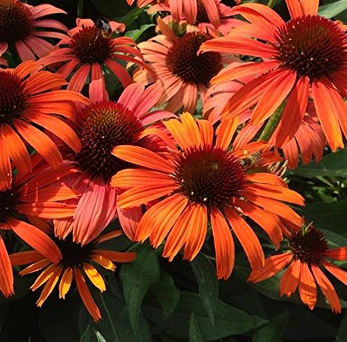 Echinacea (Coneflower) Orange Skipper Perennial XXL Supersize Plug Plants Pack x3