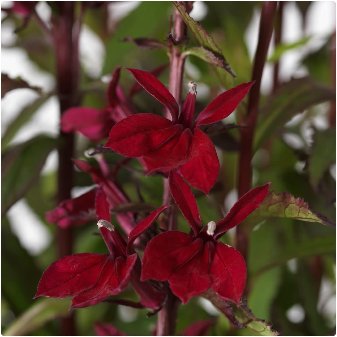 Lobelia Speciosa 'Starship Burgundy' x 3 Jumbo Plug Plants
