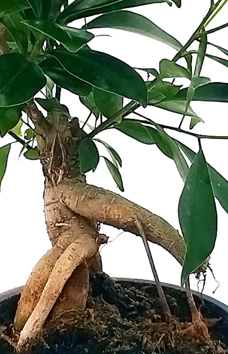 POWERS TO FLOWERS - FICUS GINSENG BONSAI IN VASO CERAMICA EFFETTO CORTECCIA E SOTTOVASO CERAMICA BIANCA SATINATA, pianta vera