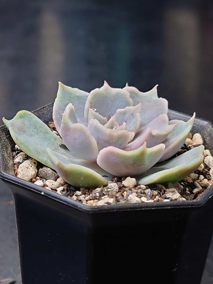 Amazon.co.jp: 多肉植物 韓国苗 ヴァンパイア錦 : おもちゃ