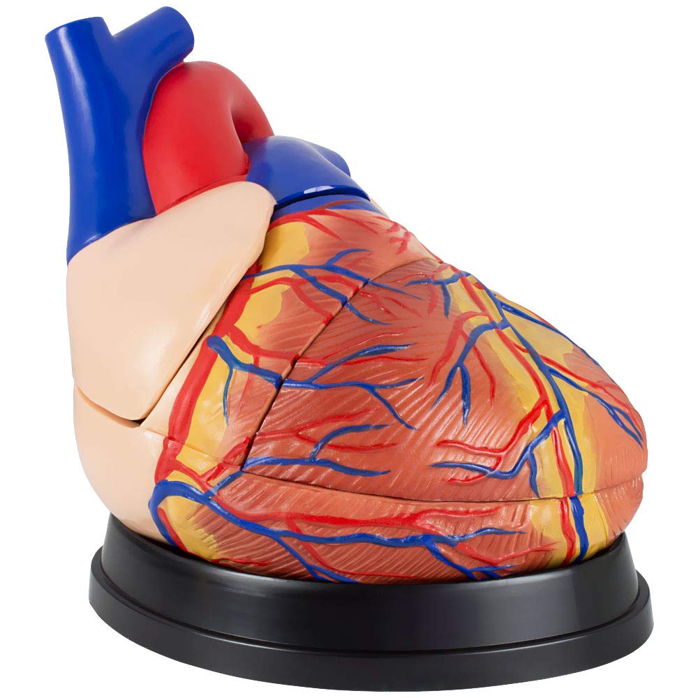 Anatomie Modell Herz des Menschen menschlicher Anatomiemodell Körper Anatomisches Menschliches Herzmodell menschliche Modelle Gross 34 cm MedMod