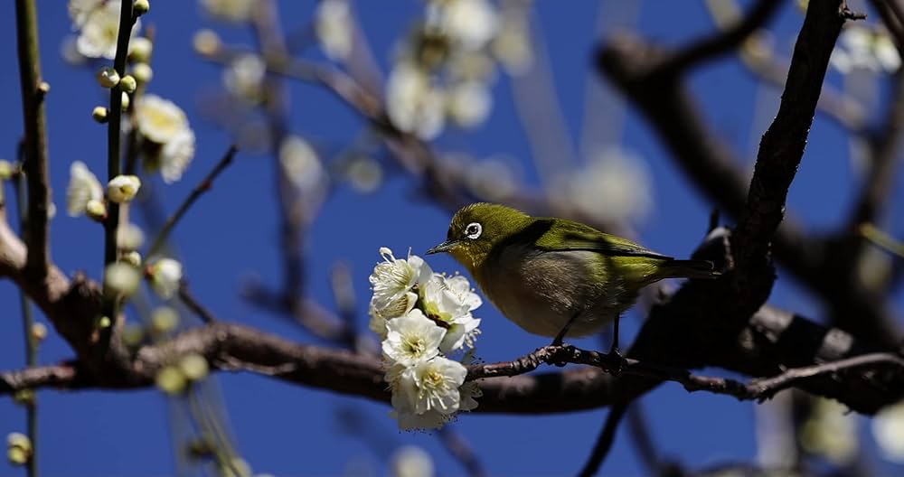 Amazon.co.jp: Takashi kokubo presents SOUND SCAPES 音のある