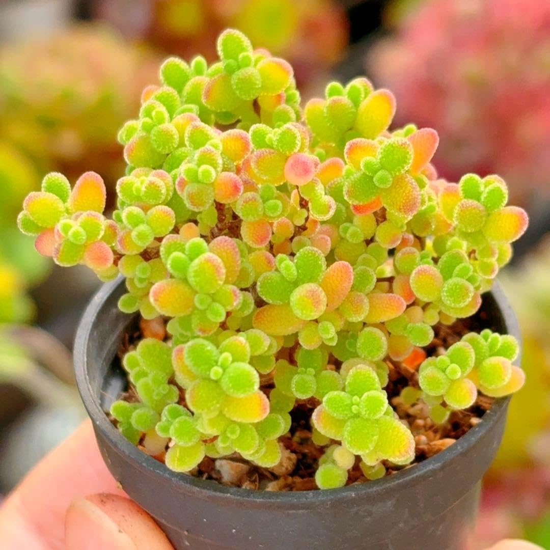 Amazon｜ドロサンテマム 蜜橘 根っこ付きの抜き苗 5cm鉢 多肉植物