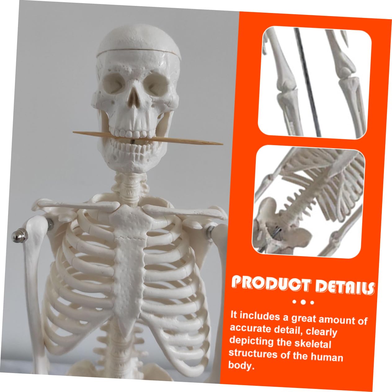 Human Skeleton Modell aus PVC Bewegliche Arme Anatomisches Skelett für Medizinische Lehre Wissenschaftliche Studien und Unterricht Stabiler Stand für Klassenzimmer und Studium