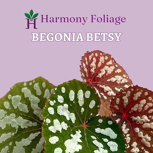 Miniatura 2 de Harmony Foliage Betsy, Rhizomatous Begonia Rhizo en una maceta de 4 pulgadas Rare Blue Iridescent