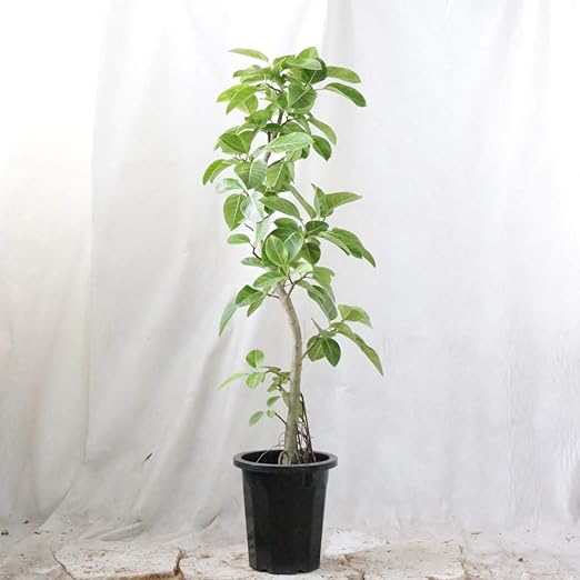 Amazon アルテシマ 通常鉢 10号 160 程度 観葉植物 室内向け 沖縄観葉 観葉植物 オンライン通販
