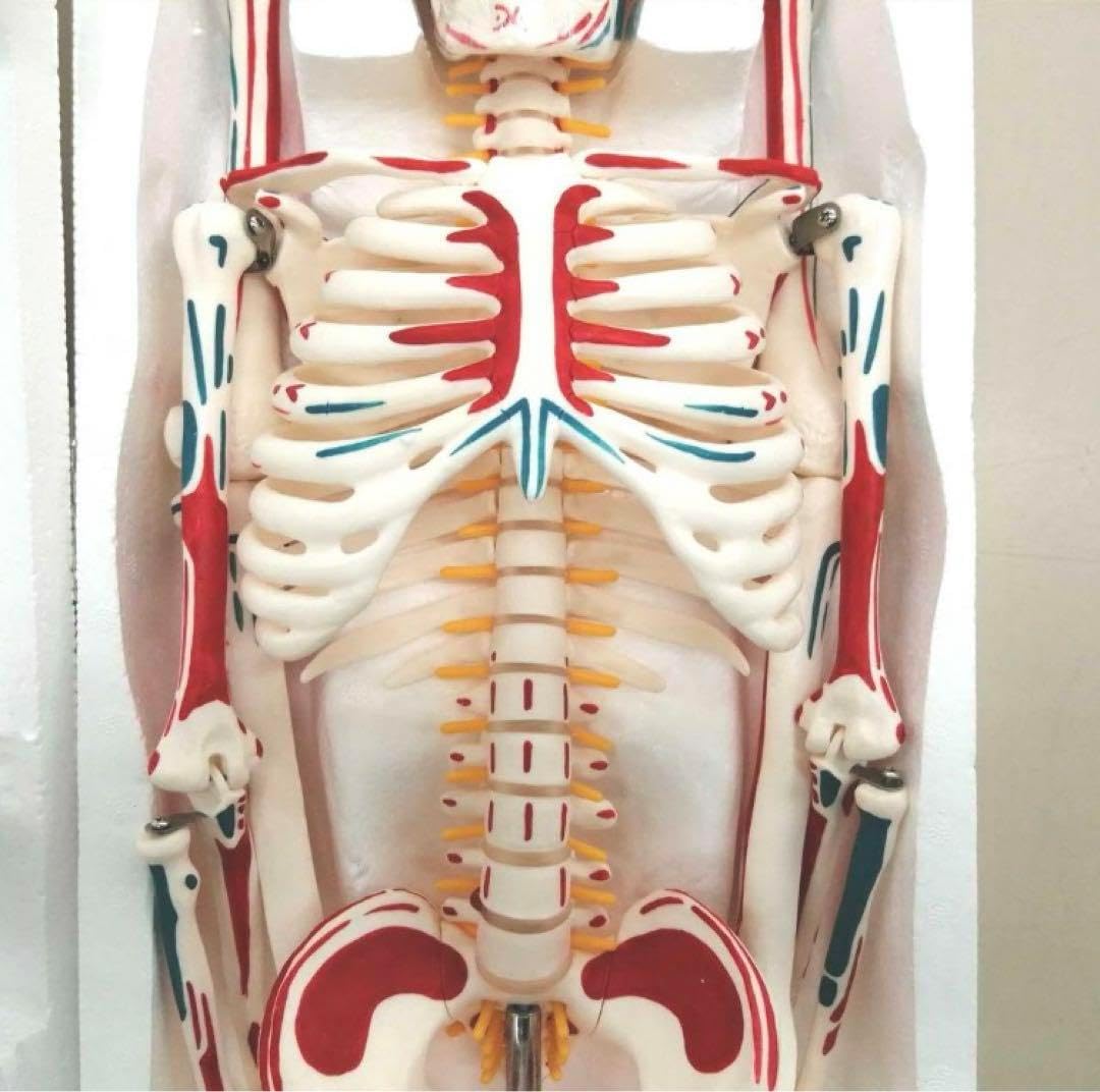 全身骨格模型 85cm 神経 血管付き 解剖学 学習用 模型 Amazon.co.jp