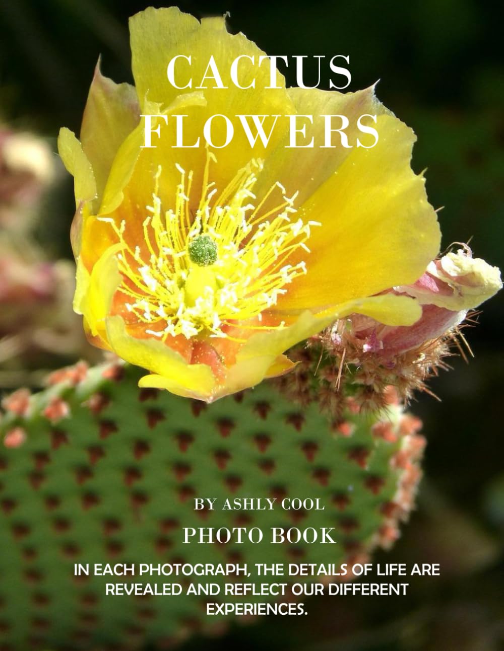 Cactus Flowers: Exploring Cactus Flowers: A Visual Journey Through Nature’s Resilient Blooms