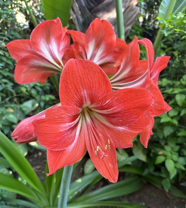 Radha Krishna Agriculture® Imported Amaryllis Lily Summer Flower Bulbs, PACK OF 5 BULBS