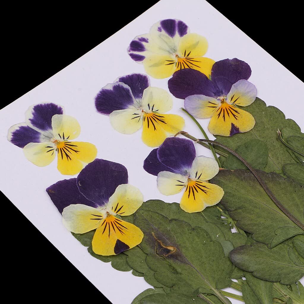 Leeyox A 12X Pressed/Dried Flower Pansy Flowers For Diy Scrapbooking Card Rts Crafts