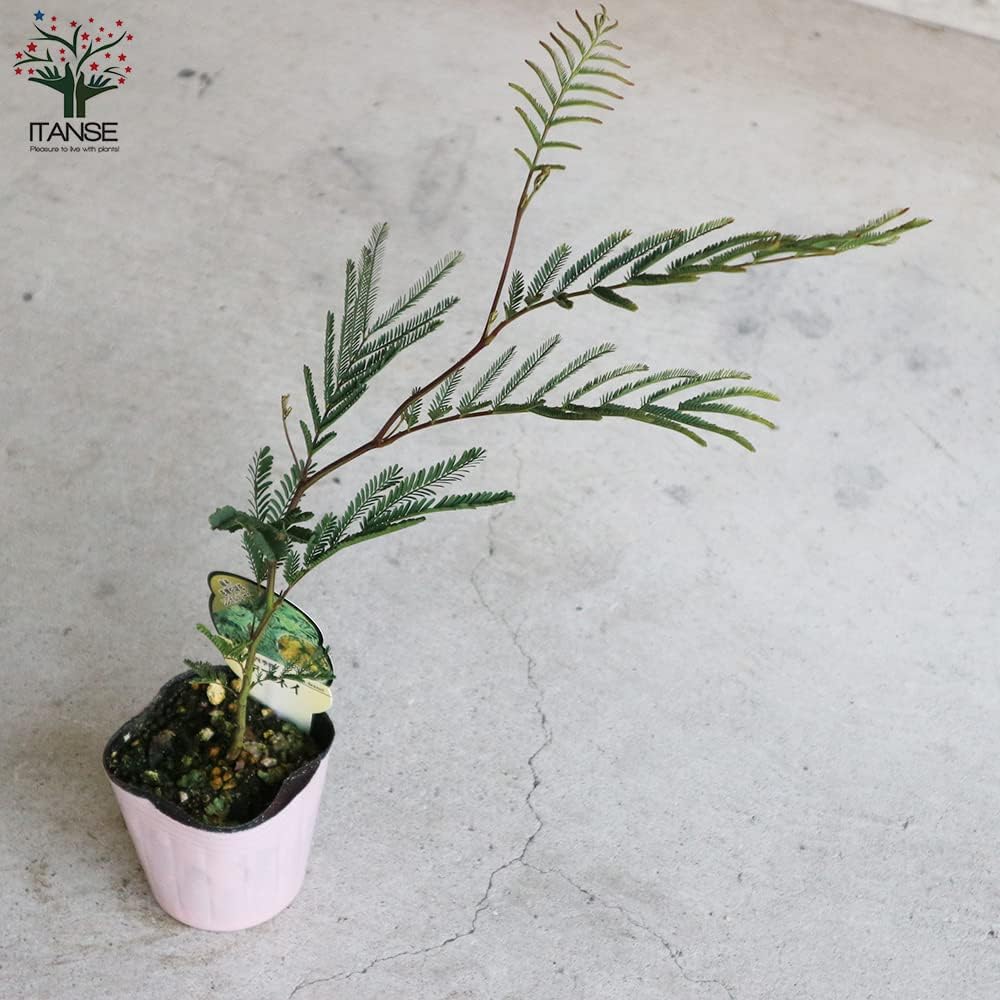 インポート正規品 限定1株 コンパクト アカシア デアネイ 四季咲き 3株仕立て 6ae4da19 激安店舗 Pn Batam Go Id インポート正規品 限定1株 コンパクト アカシア デアネイ 四季咲き 3株仕立て 6ae4da19 激安店舗 Pn Batam Go Id