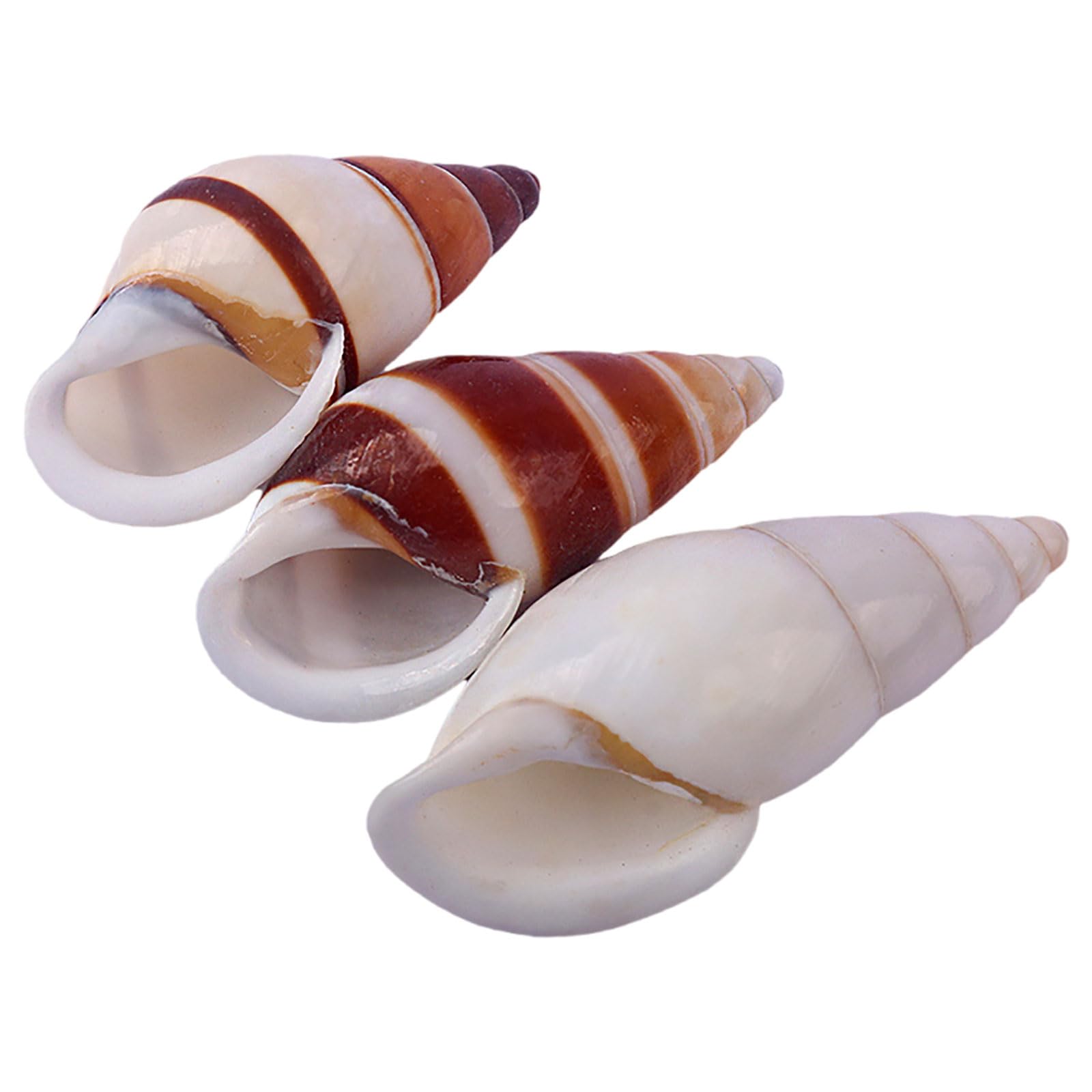 SDJJSAO Shell, Small to Medium Natural Conch Shell for Hermit Replacement Shells Fish Tank Decor(F)