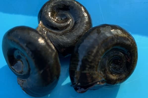 Fadenalgenfrei Set- 4 Teichmuscheln 6-10cm + 4 Sumpfdeckelschnecken + 4 Posthornschnecken + gratis Probe 100g AlgenX