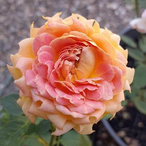 Miniatura 2 de Heirloom Roses Planta de rosa fragante Fun in The Sun Rosa Grandiflora de naranja viva para plantar al aire libre