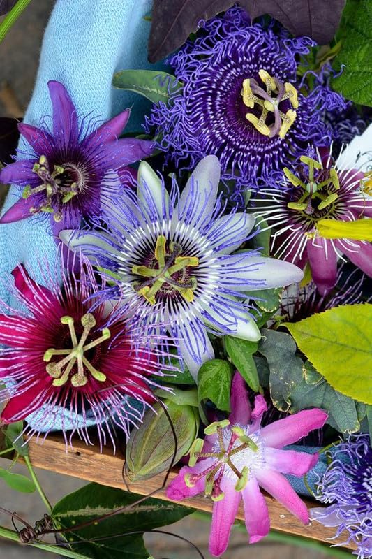 Gebdinsh Garden® Imported Passiflora/Passion Flower Seeds For Gardening | Pack Of 50 to 60 Seeds (Multicolor)-image-9