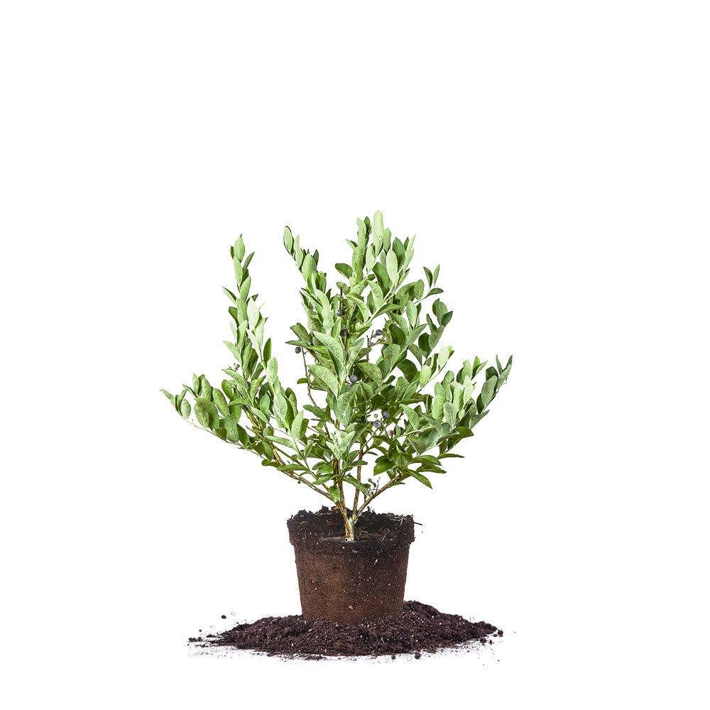 Perfect Plants Climax Blueberry Bush
