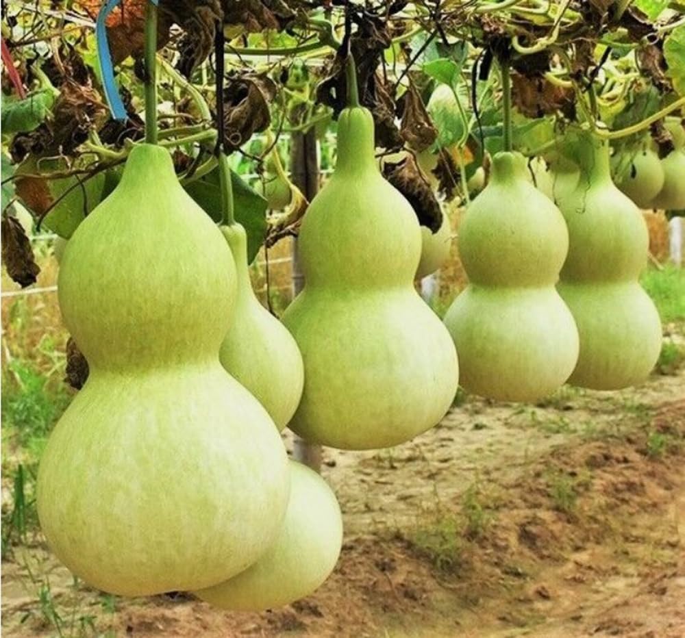Giant Gourd Seeds Bottle Calabash Asian Buddha Squash 5pcs Seeds