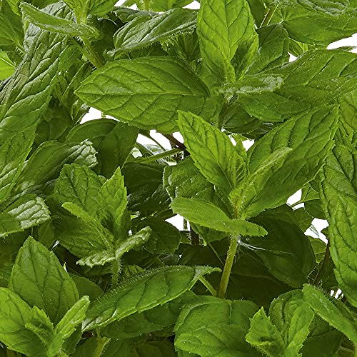 Mint Plug Plants. Garden Mint. Aromatic Spearmint herb. Plants for Pollinators. Medium Plug Plants x 4.