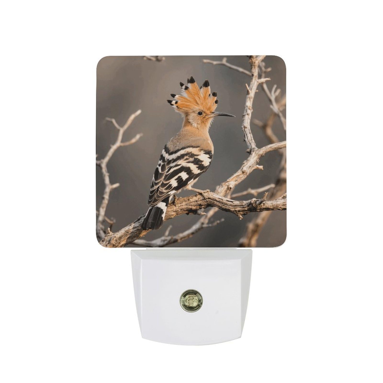FodPand Night Light Plug Into Wall with Dusk to Dawn Sensor 0.5w Modern LED Hoopoe Plug in Night Lamp Warm White Glow Nightlight for Bedroom Hallway Kitchen Bathroom Stairs Corridor