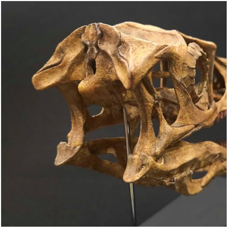 頭蓋骨置物 約15cm Amazon.co.jp: ヴェロキラプトルの頭蓋骨モデル - 恐竜樹脂