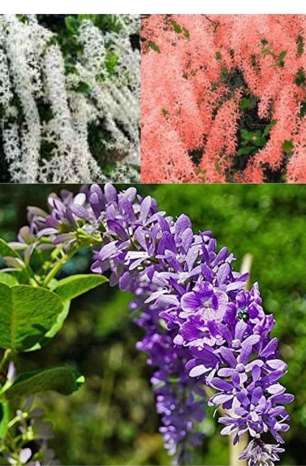 SVM SHOP_ Sandpaper Vine_Petrea Vine Plant Combo Pack (Purple+White+Red)_ Wealth Creeper Sand Paper Vine (3Live Plant) (B0CCKFW96V) Amazon Price History, Amazon Price Tracker