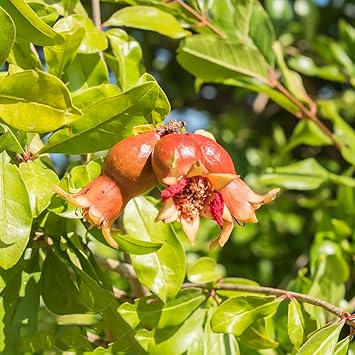 100 Stück samen granatapfelbaum winterhart kaufen granatapfel obst