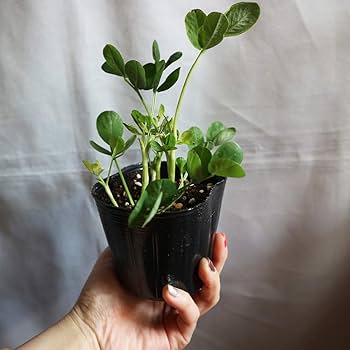 Amazon.co.jp: 落花生の苗 ホワイトバレンシア【野菜苗 9cm