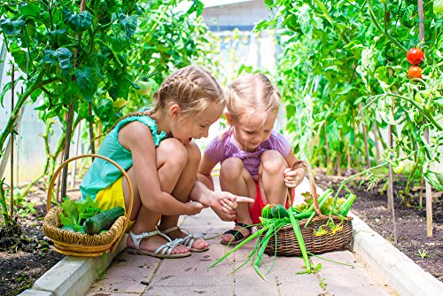 Heirloom Vegetable Seeds - 13 Varieties of Organic Non-GMO Open Pollinated Garden Seed for Planting - Weird and Rare Varieties Perfect for Kids and School Gardens - Thumbnail 7