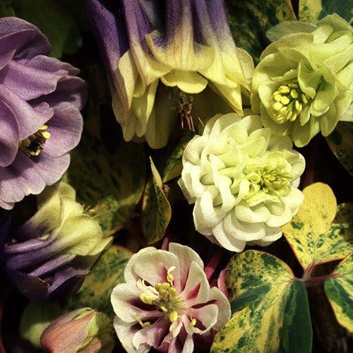 Plant World Seeds Aquilegia Vulgaris 'Alchemist's Gold' Seeds