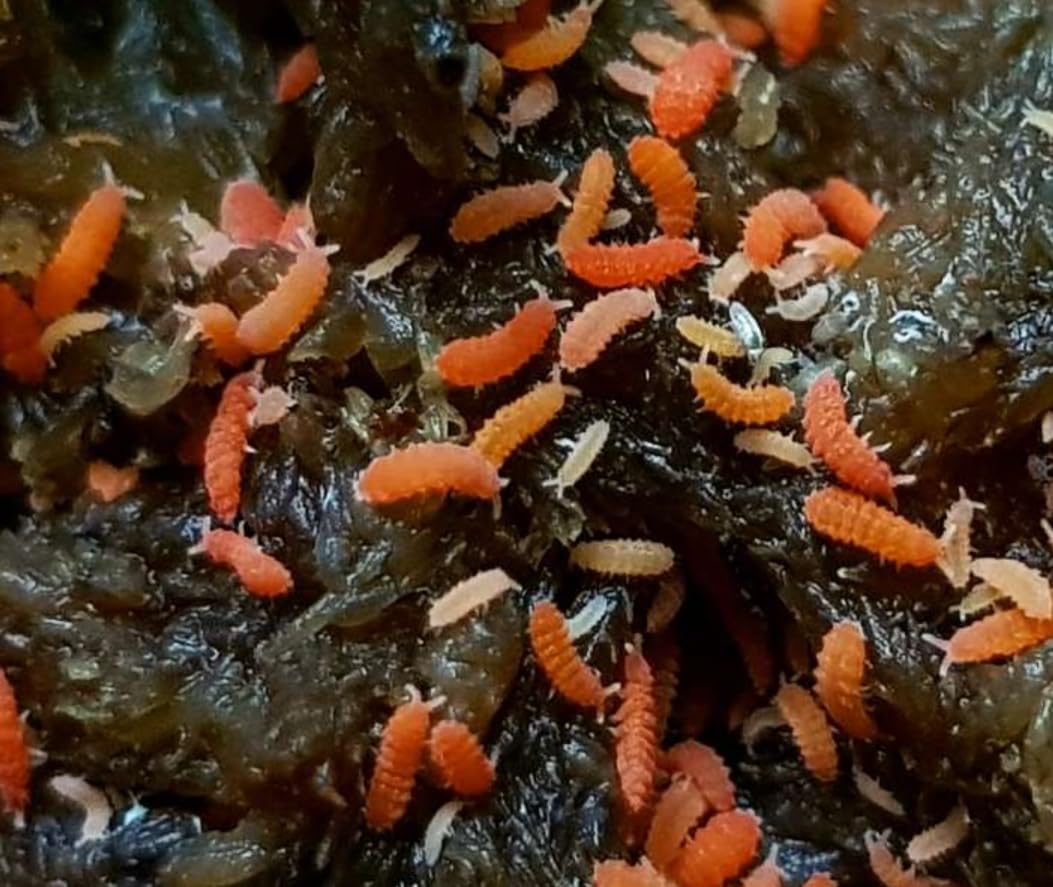 Live Rare Florida Orange Springtails Bilobella braunerae Bioactive Terrarium Clean Up Crew Insects 10x Springtails, Perfect for Isopods & Live Bugs Enthusiasts