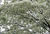 10 Chinese Fringe Tree Seeds. Zones: 6 to 9,Chionanthus retusa