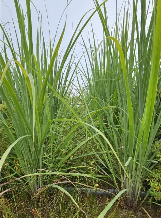 Set 12 Lemongrass Plants for Planting, Lemon Grass Bushes Cymbopogon Stalks Plugs 4-7 Inch Tall, Ready to Grow
