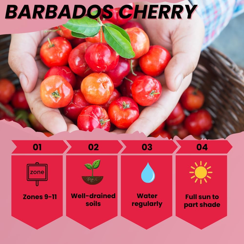 Dwarf Barbados Cherry Tree Live Plant, Sweet Cherry Fruit Tree, Cold Hardy, 6-8 inches in Height for Growing