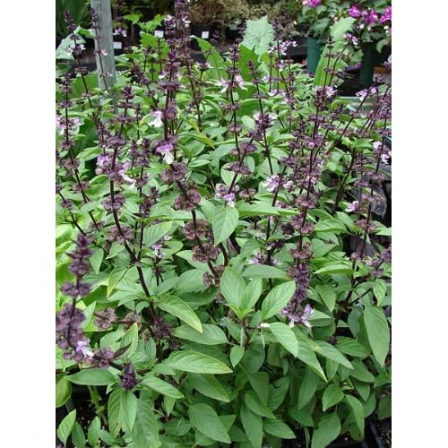 Thai Basilikum (Siam Queen) - Ocimum basilicum Thai Basil Siam Queen - 25 Samen !!!
