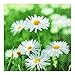 Produktbild Paper+Design Servietten voller Margeriten, Blumen, Garten 33x33cm (20 Stück)