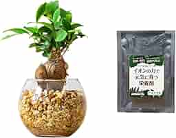 がじゅまるの樹 Amazon｜東京寿園 ガジュマル がじゅまる 土を使わない 観葉植物