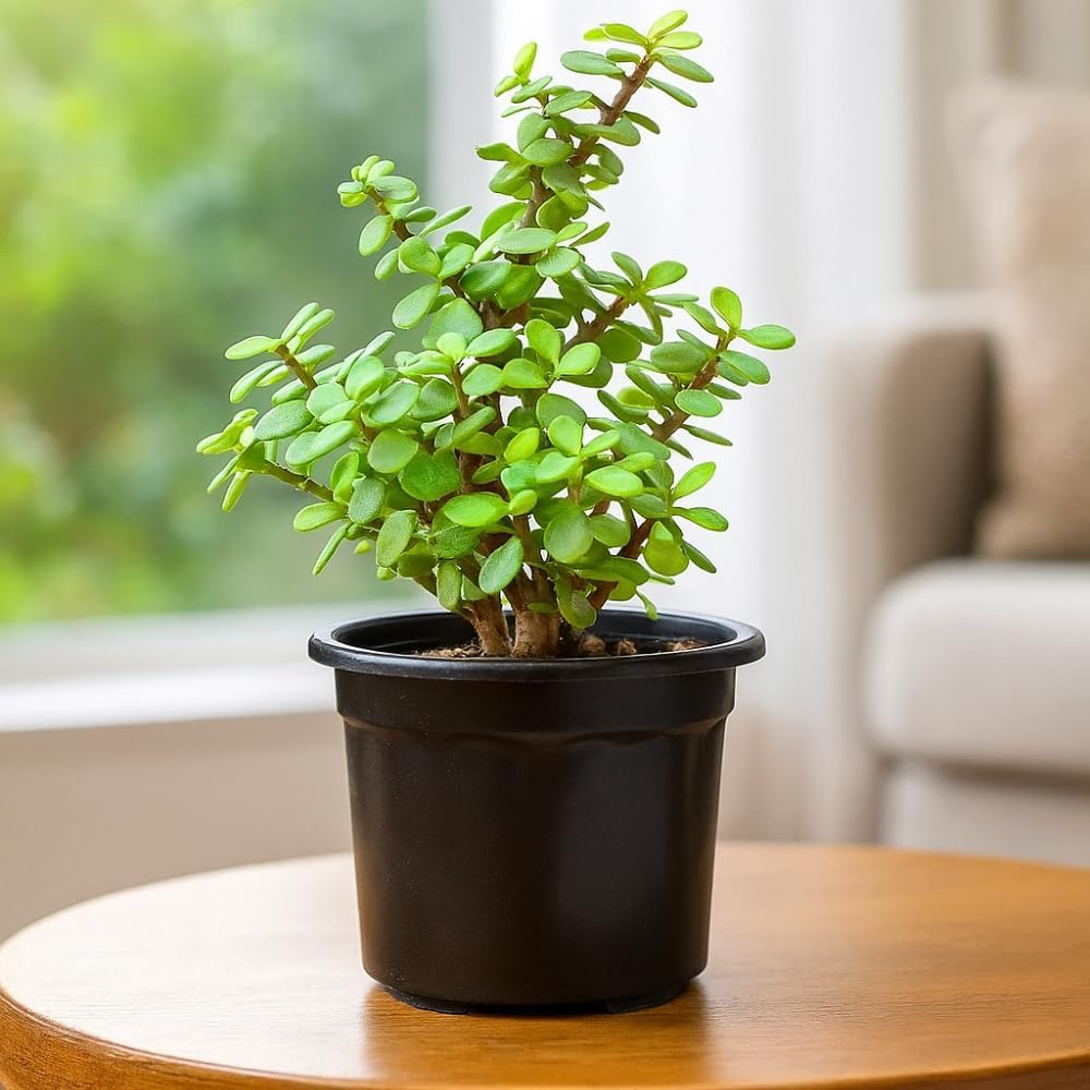 Live Jade Plant Dwarf Jade Succulent Plant Indoor Outdoor Low Maintenance Air -Purifying for home and office decor with pot (pack of 1)-image-10
