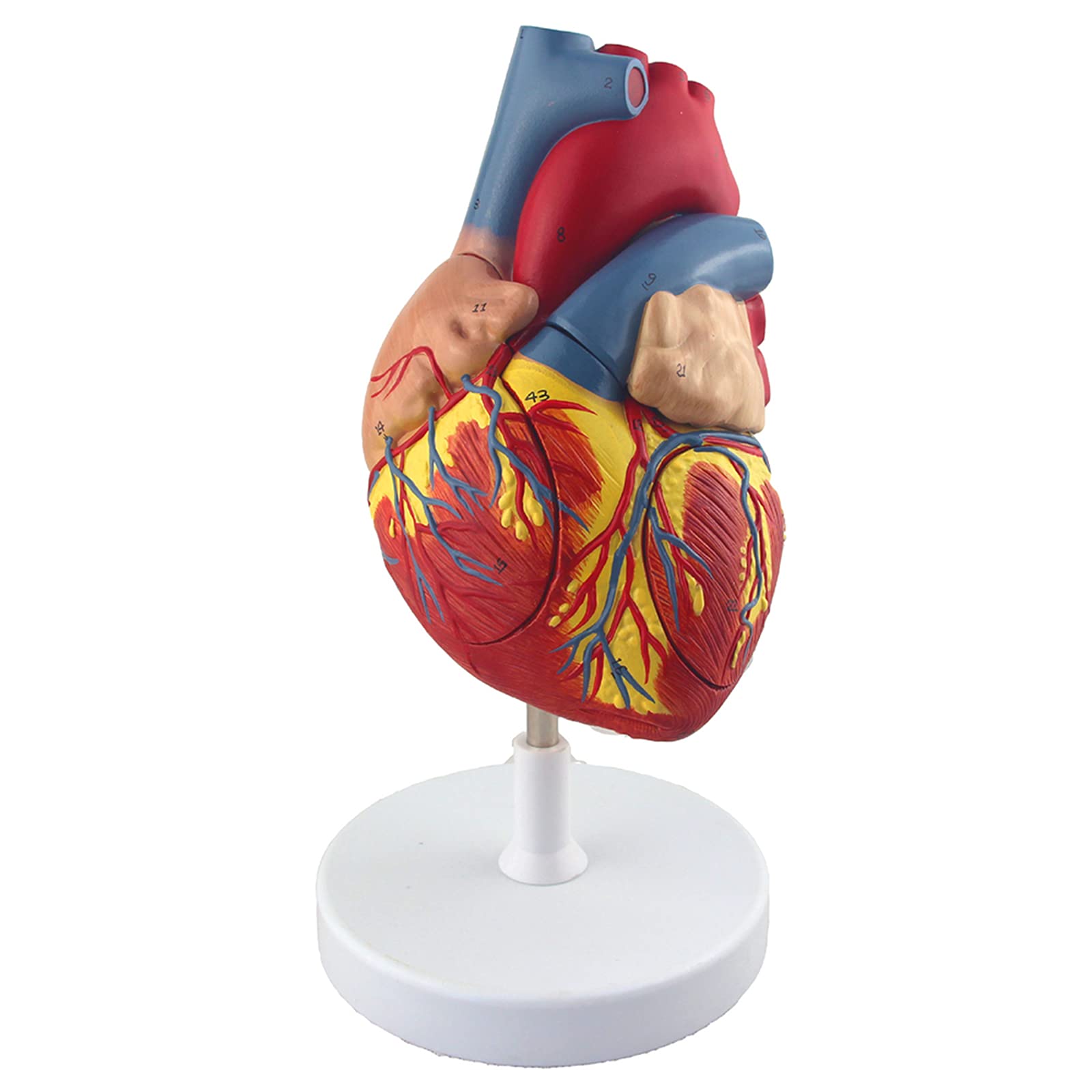 Modèle De Cœur Humain 1:1, Modèle Médical De Cœur en 4 Parties Montrant 49 Structures Anatomiques Internes, Outil Éducatif pour Médecin, Démonstration d'apprentissage