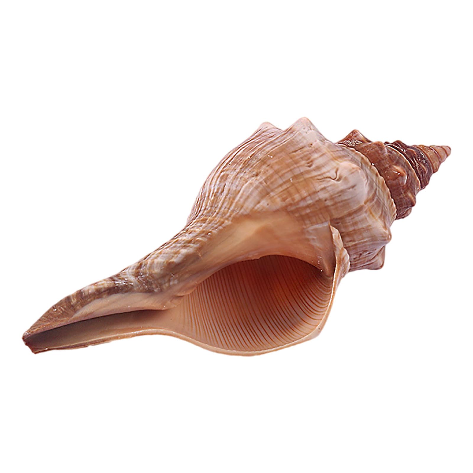 SBZIOJHDR conch shell, Small to Medium Natural Conch Shell for Hermit Replacement Shells(E)